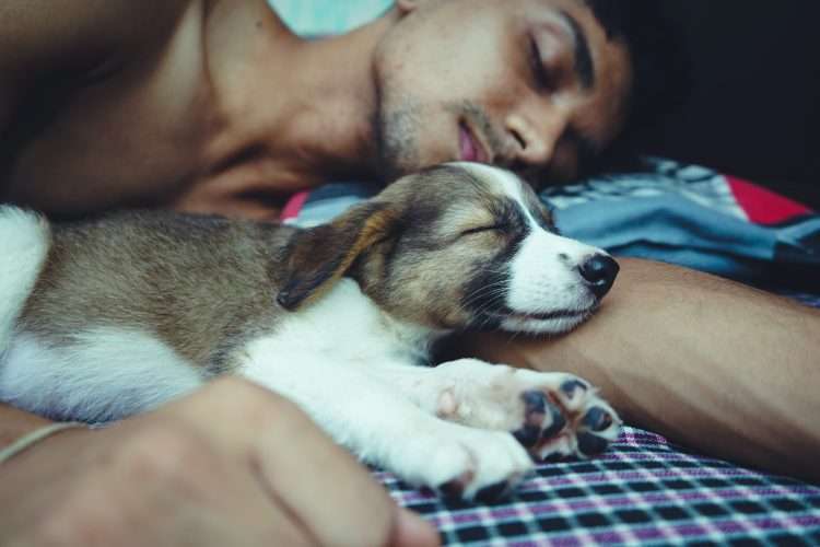 topless man lying on bed beside brown and white short coated dog