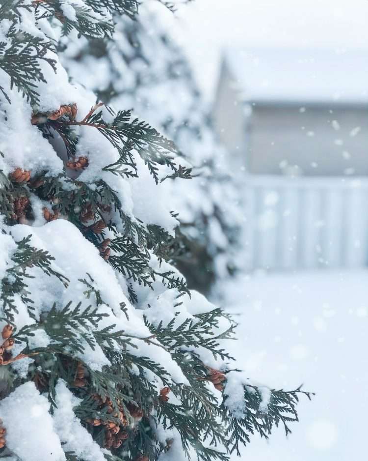 snow-covered tree lot during daytime|road covered by snow near vehicle traveling at daytime|green trees covered with snow