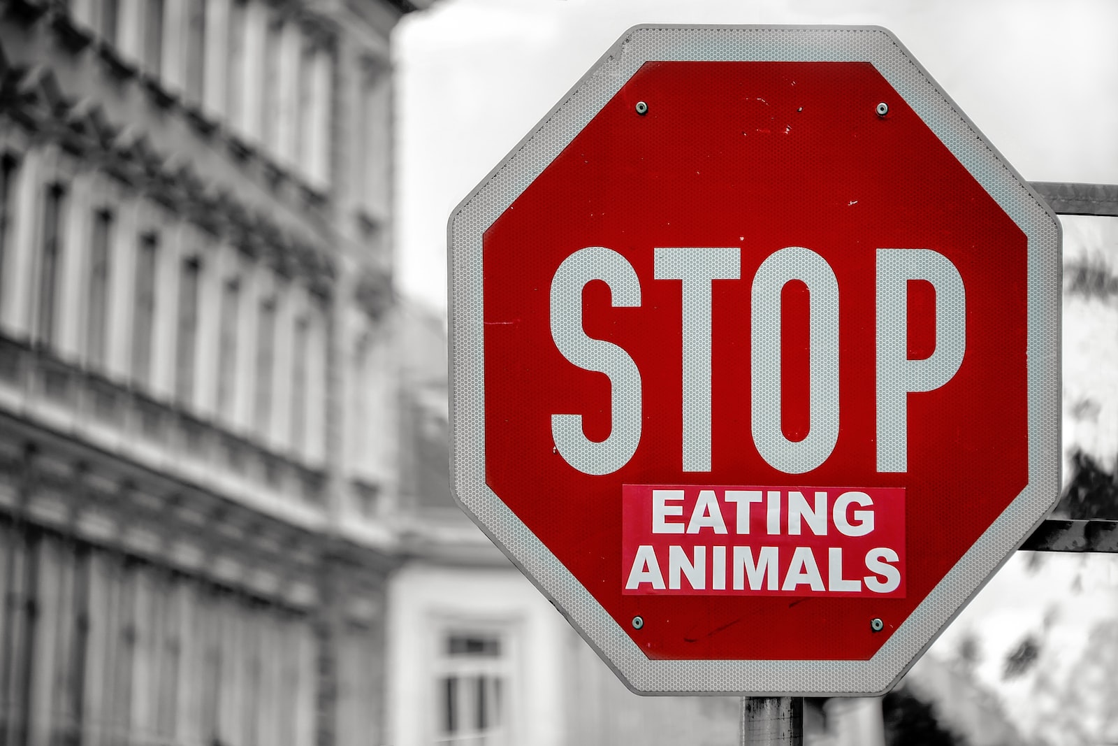 killing animals for food essay