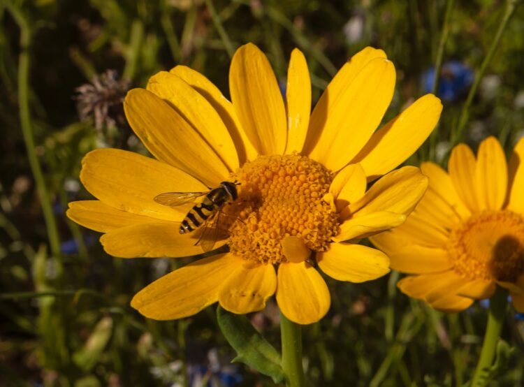 yellow sunflower in close up photography