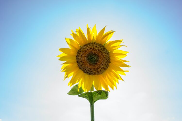 yellow sunflower